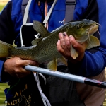 Удилище COLMIC FIUME WR T-6000 5,00мт.(30гр) FUJI