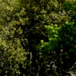 Удилище COLMIC FIUME WR T-6000 6,00мт.(16гр) FUJI